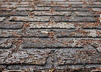 Alexis Roofing Images